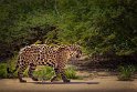 026 Noord Pantanal, jaguar